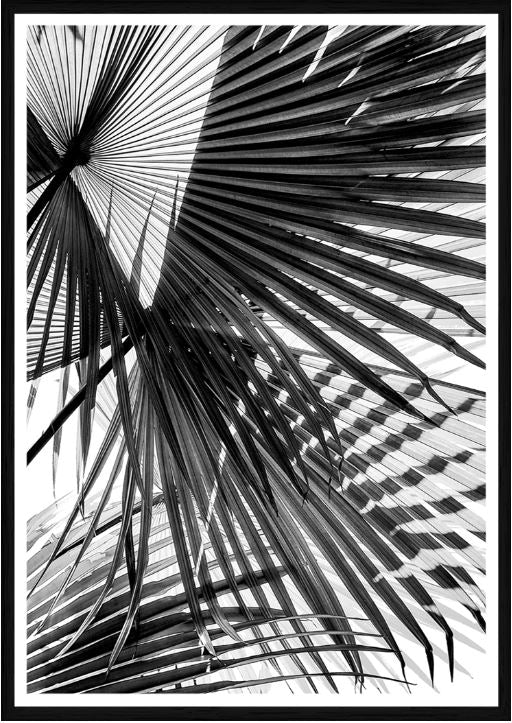 Tropic Palm BW Print