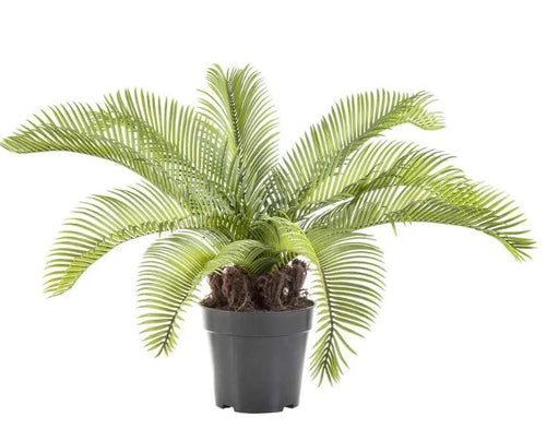 Cycad Palm 53cm