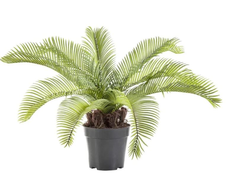 Cycad Palm 53cm