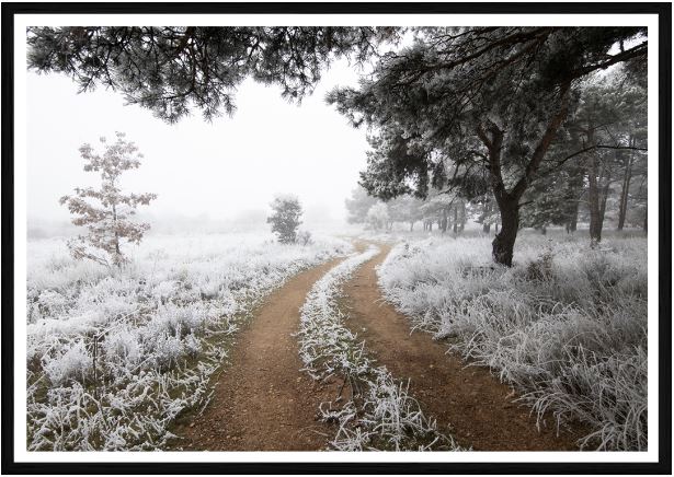 Snow Trail Print