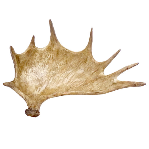 Elk Decorative Bowl